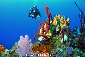 Generic wide angle with diver. by Arun Madisetti 